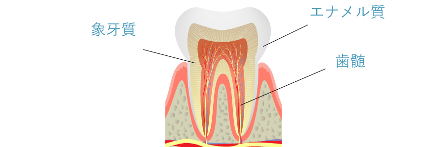 歯の断面図